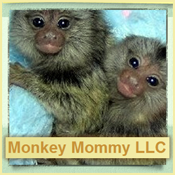 Monkey Mommy LLC